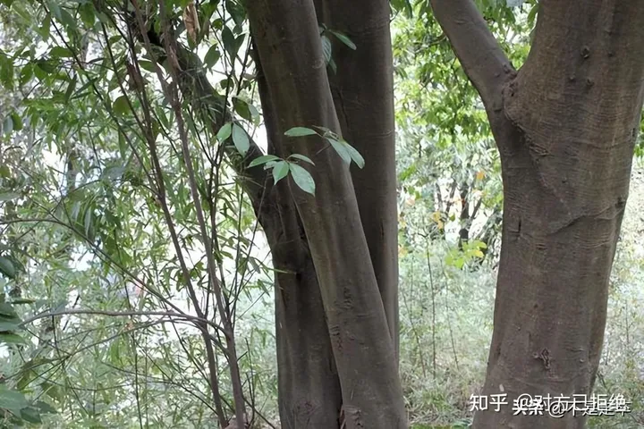 它是一种做豆腐的好材料 为什么如今却很少看见了