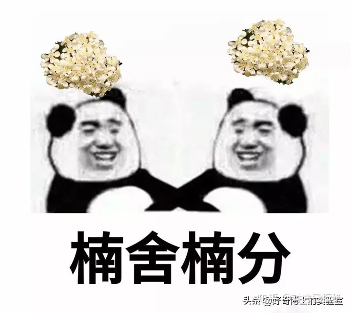 石楠花为什么臭臭的 石楠花那么臭为什么还满大街种