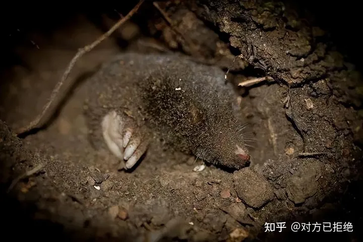 鼹鼠曾对土地庄稼的有害 为何如今却很少看见了呢