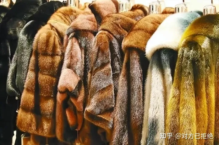 为啥东北人爱穿貂皮 穿貂比羽绒服还暖和吗