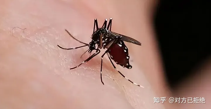 水虿1年能吃掉3000只蚊子8年才能长大 如今却变成了餐桌上的美食