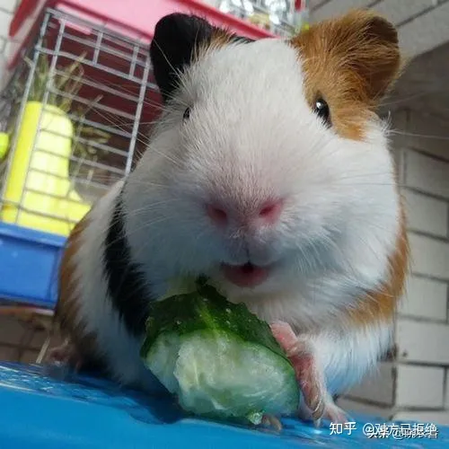 荷兰猪都可以吃什么蔬菜 荷兰猪大概能活多久
