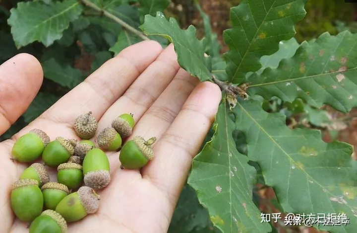 它是一种做豆腐的好材料 为什么如今却很少看见了