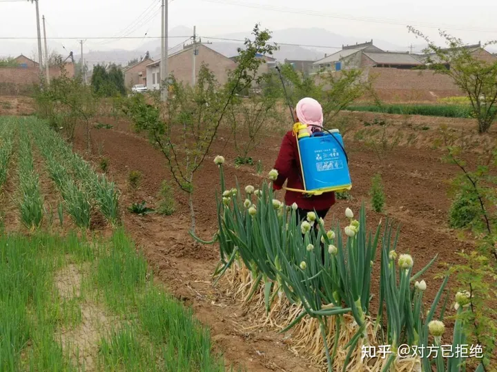 为什么现在都去菜市场买菜 也不去路边买老人的菜了