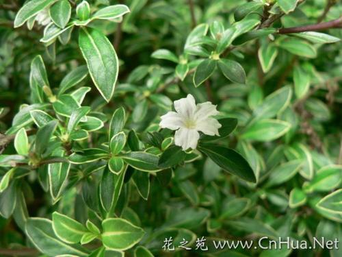 六月雪怎么养家庭养法