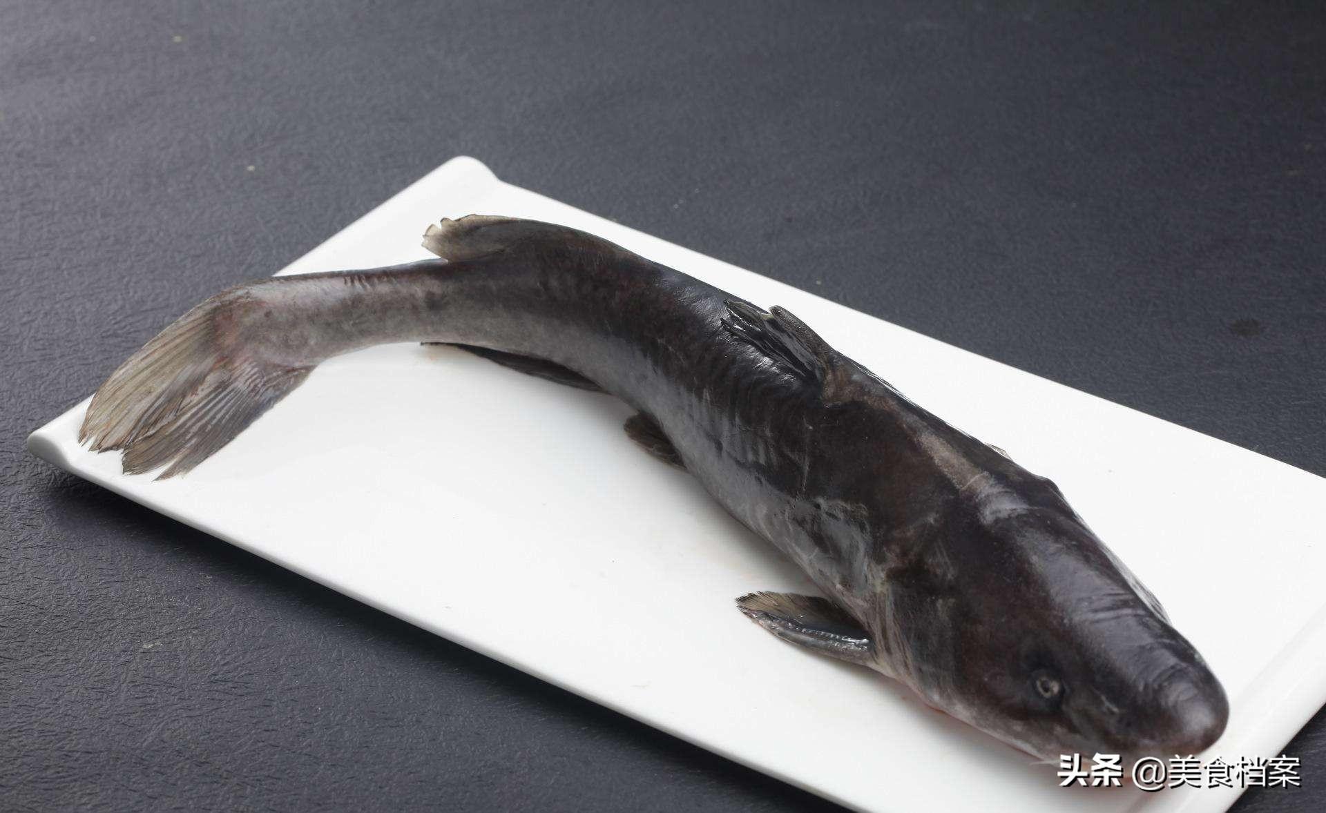 海鲶鱼最喜欢吃什么味型的食物？海鲶鱼的觅食习性和垂钓方法 - 知乎