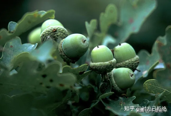 它是一种做豆腐的好材料 为什么如今却很少看见了