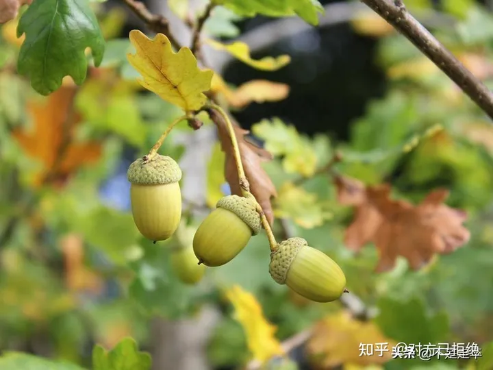 它是一种做豆腐的好材料 为什么如今却很少看见了
