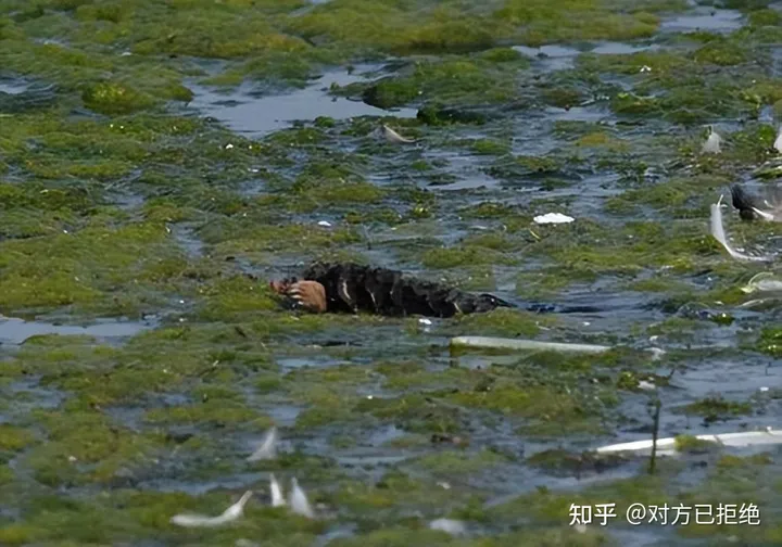 鼹鼠曾对土地庄稼的有害 为何如今却很少看见了呢
