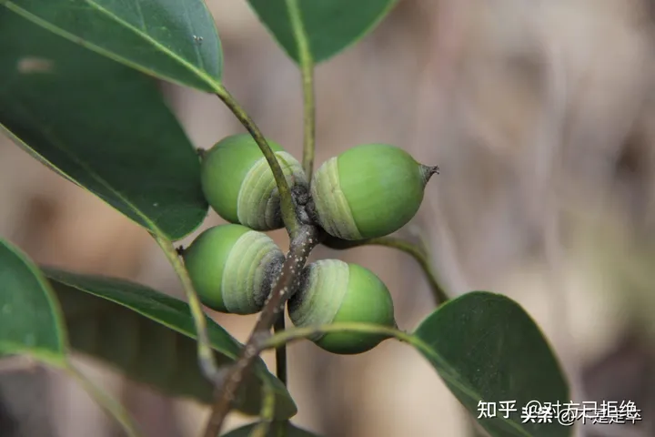 它是一种做豆腐的好材料 为什么如今却很少看见了