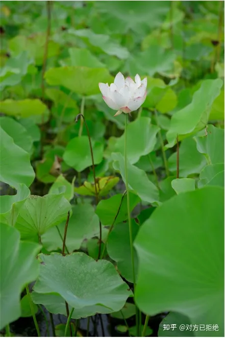 为什么专业摄影师用raw格式拍照片 RAW格式的优缺点是什么