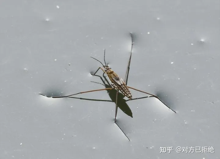 水虿1年能吃掉3000只蚊子8年才能长大 如今却变成了餐桌上的美食