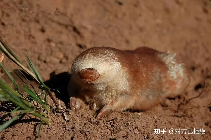 鼹鼠曾对土地庄稼的有害 为何如今却很少看见了呢