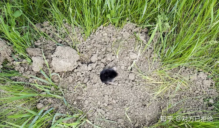 鼹鼠曾对土地庄稼的有害 为何如今却很少看见了呢