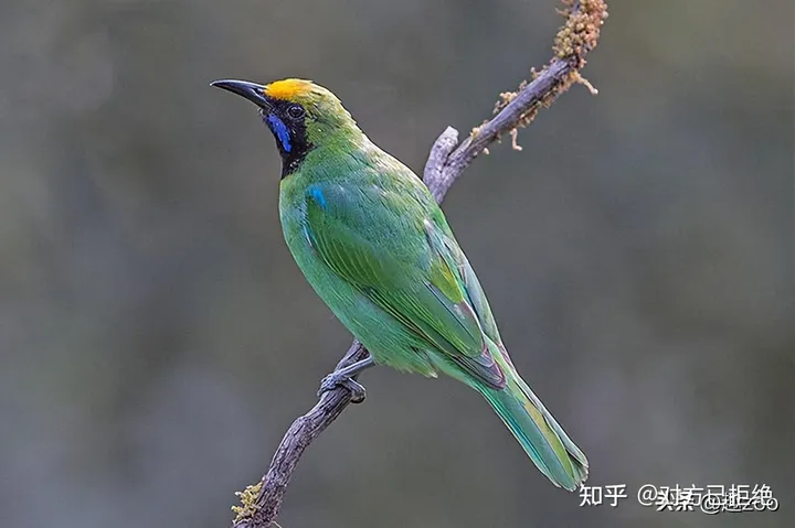 哪些鸟类拥有绿色的羽毛 盘点世界上十大绿色羽毛的鸟