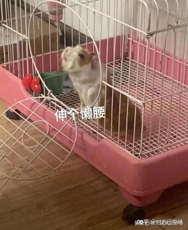 荷兰猪的寿命一般是几年 它的寿命受哪些因素影响
