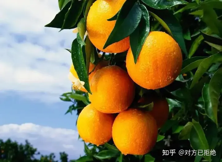 上供用哪些水果好 最适合上供的5种水果