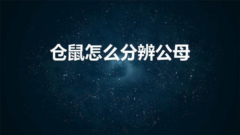 仓鼠怎么分辨公母（仓鼠怎么区分公母）