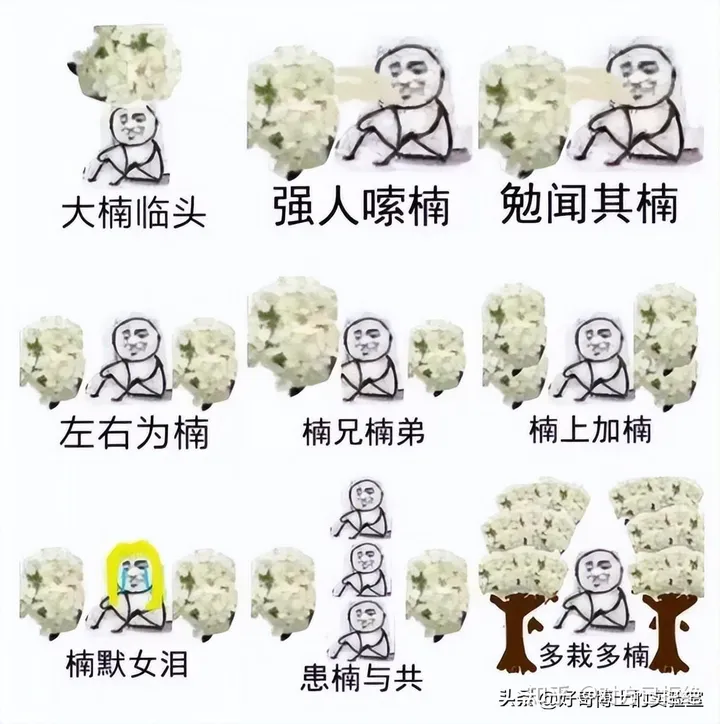 石楠花为什么臭臭的 石楠花那么臭为什么还满大街种
