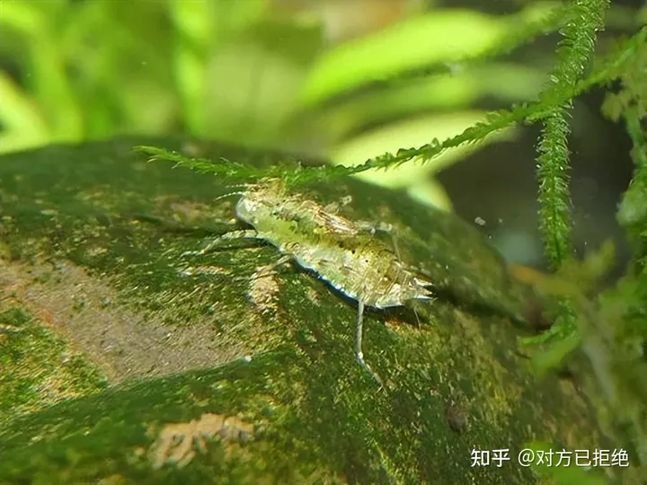 水虿1年能吃掉3000只蚊子8年才能长大 如今却变成了餐桌上的美食