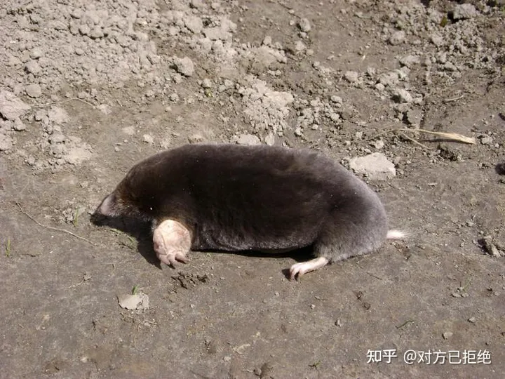 鼹鼠曾对土地庄稼的有害 为何如今却很少看见了呢