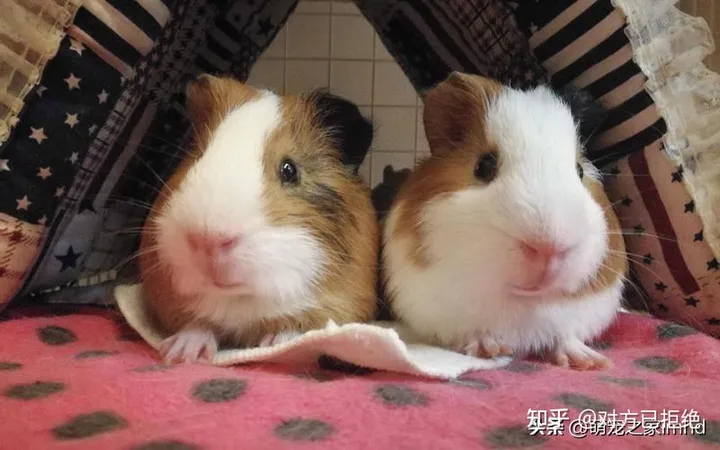 荷兰猪能长到多大小 荷兰猪的年龄又是怎么换算的