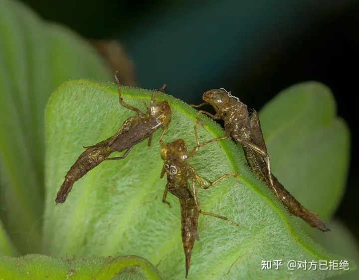 水虿1年能吃掉3000只蚊子8年才能长大 如今却变成了餐桌上的美食