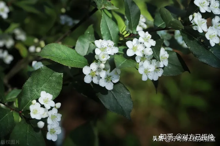 石楠花为什么臭臭的 石楠花那么臭为什么还满大街种