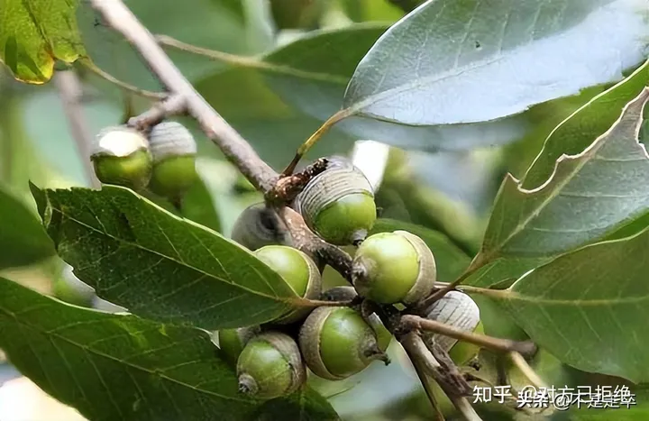 它是一种做豆腐的好材料 为什么如今却很少看见了