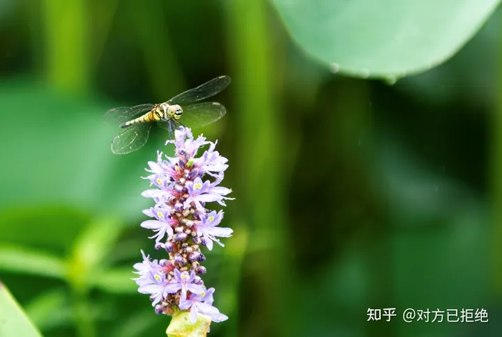 为什么专业摄影师用raw格式拍照片 RAW格式的优缺点是什么