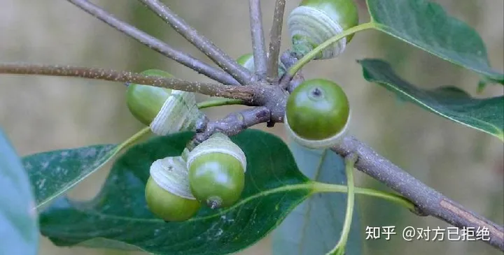 它是一种做豆腐的好材料 为什么如今却很少看见了