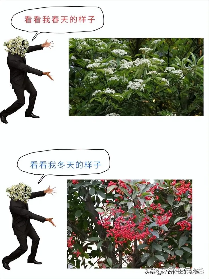 石楠花为什么臭臭的 石楠花那么臭为什么还满大街种