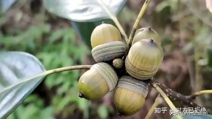 它是一种做豆腐的好材料 为什么如今却很少看见了