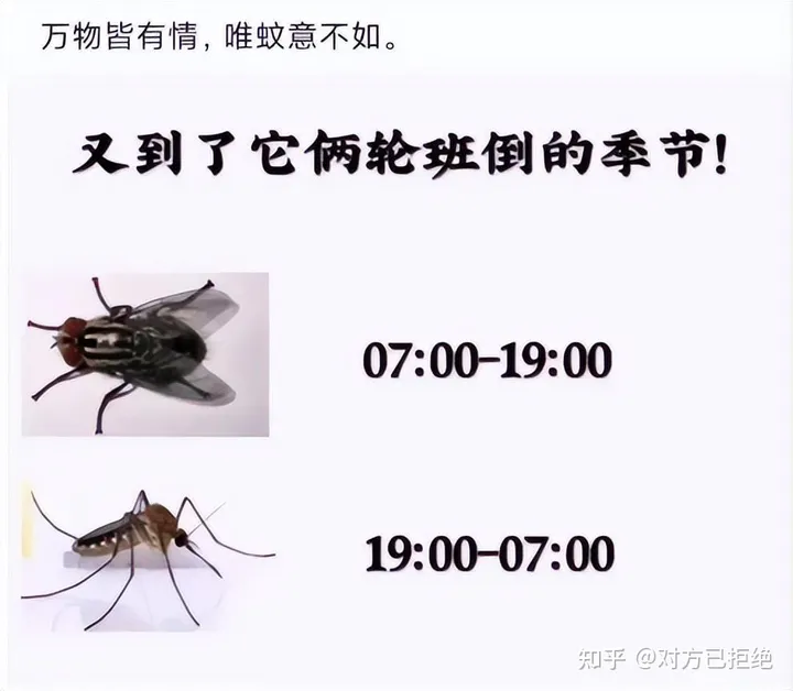 水虿1年能吃掉3000只蚊子8年才能长大 如今却变成了餐桌上的美食