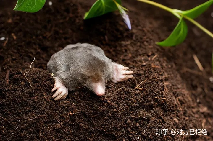 鼹鼠曾对土地庄稼的有害 为何如今却很少看见了呢