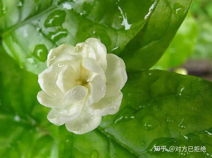 怎么养殖茉莉花的 茉莉花的养殖方法分享
