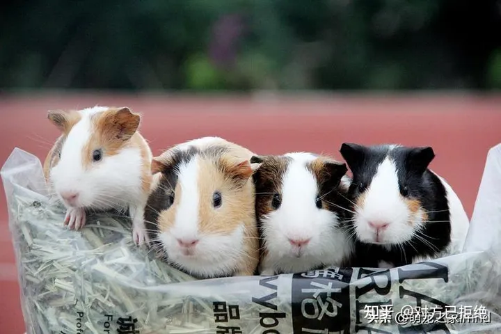 荷兰猪能长到多大小 荷兰猪的年龄又是怎么换算的
