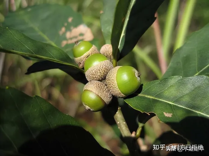 它是一种做豆腐的好材料 为什么如今却很少看见了