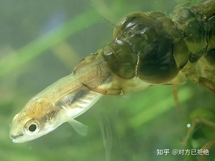 水虿1年能吃掉3000只蚊子8年才能长大 如今却变成了餐桌上的美食