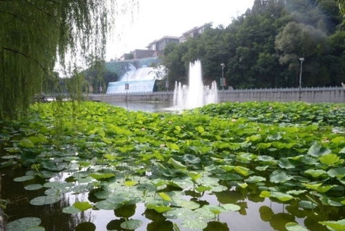 怎么画池塘里面的荷花和荷叶呢