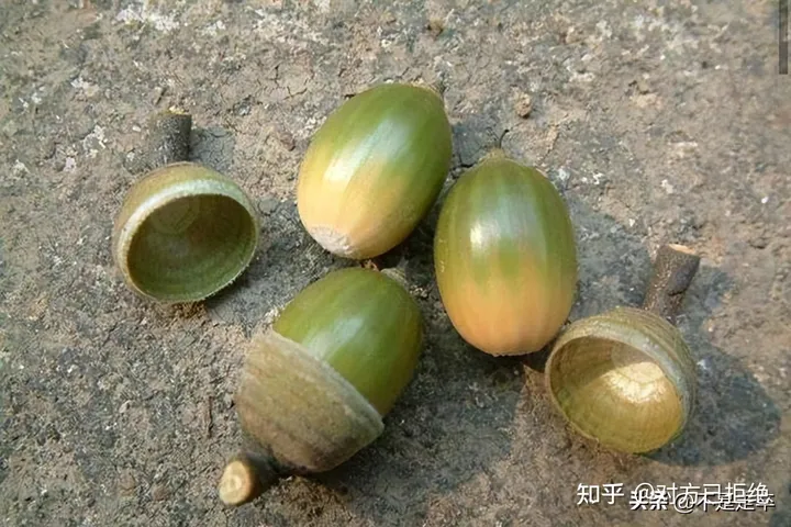 它是一种做豆腐的好材料 为什么如今却很少看见了