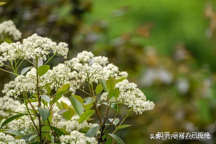石楠花为什么臭臭的 石楠花那么臭为什么还满大街种