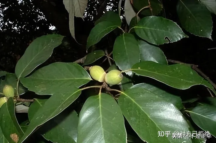 它是一种做豆腐的好材料 为什么如今却很少看见了