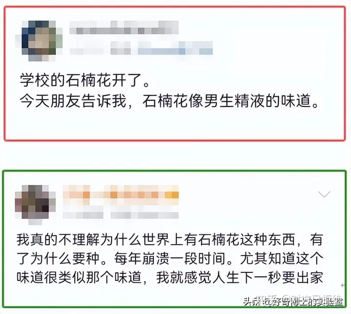 石楠花为什么臭臭的 石楠花那么臭为什么还满大街种