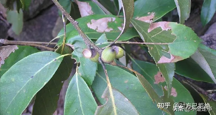它是一种做豆腐的好材料 为什么如今却很少看见了