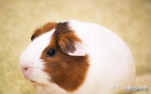 荷兰猪都可以吃什么蔬菜 荷兰猪大概能活多久