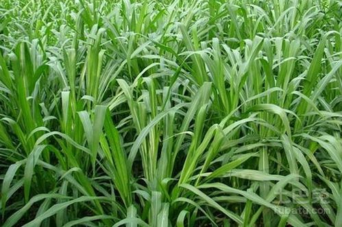 皇竹草怎么种植技术