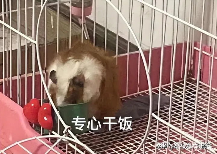 荷兰猪的寿命一般是几年 它的寿命受哪些因素影响