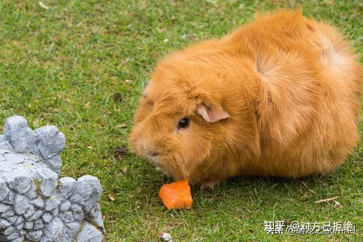 荷兰猪能长到多大小 荷兰猪的年龄又是怎么换算的