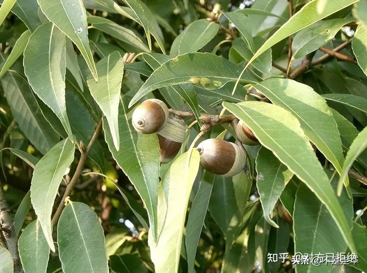 它是一种做豆腐的好材料 为什么如今却很少看见了